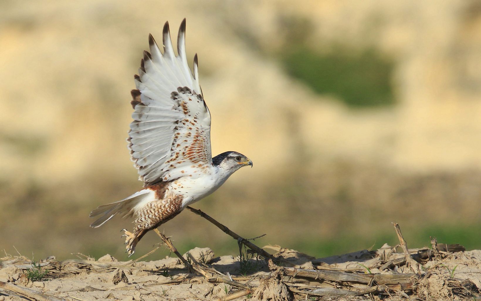 Large brown and white bird taking flight.