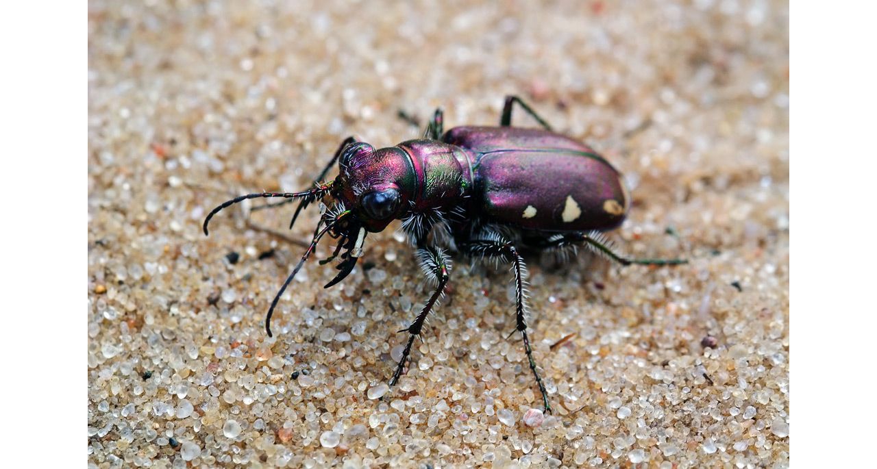 Spring Green Prairie The Nature Conservancy in Wisconsin