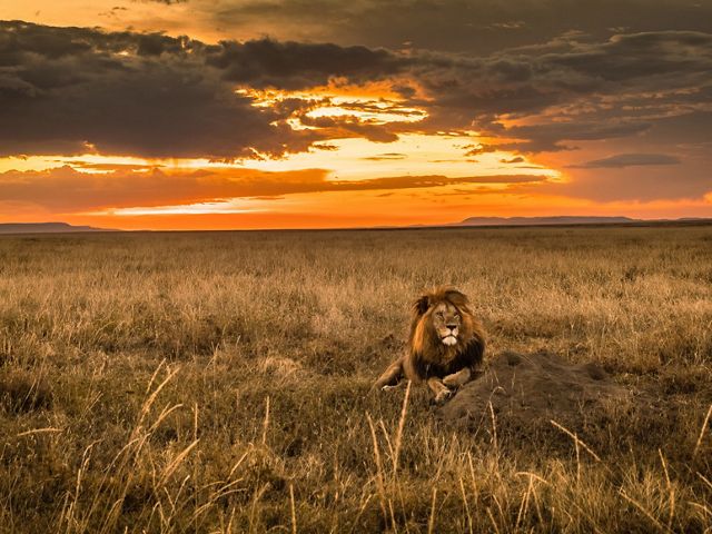 a wide shot of a single lion in a grassland with a colorful sunset in background