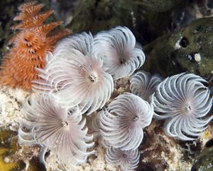 Coral reef underneath the surface of the ocean.