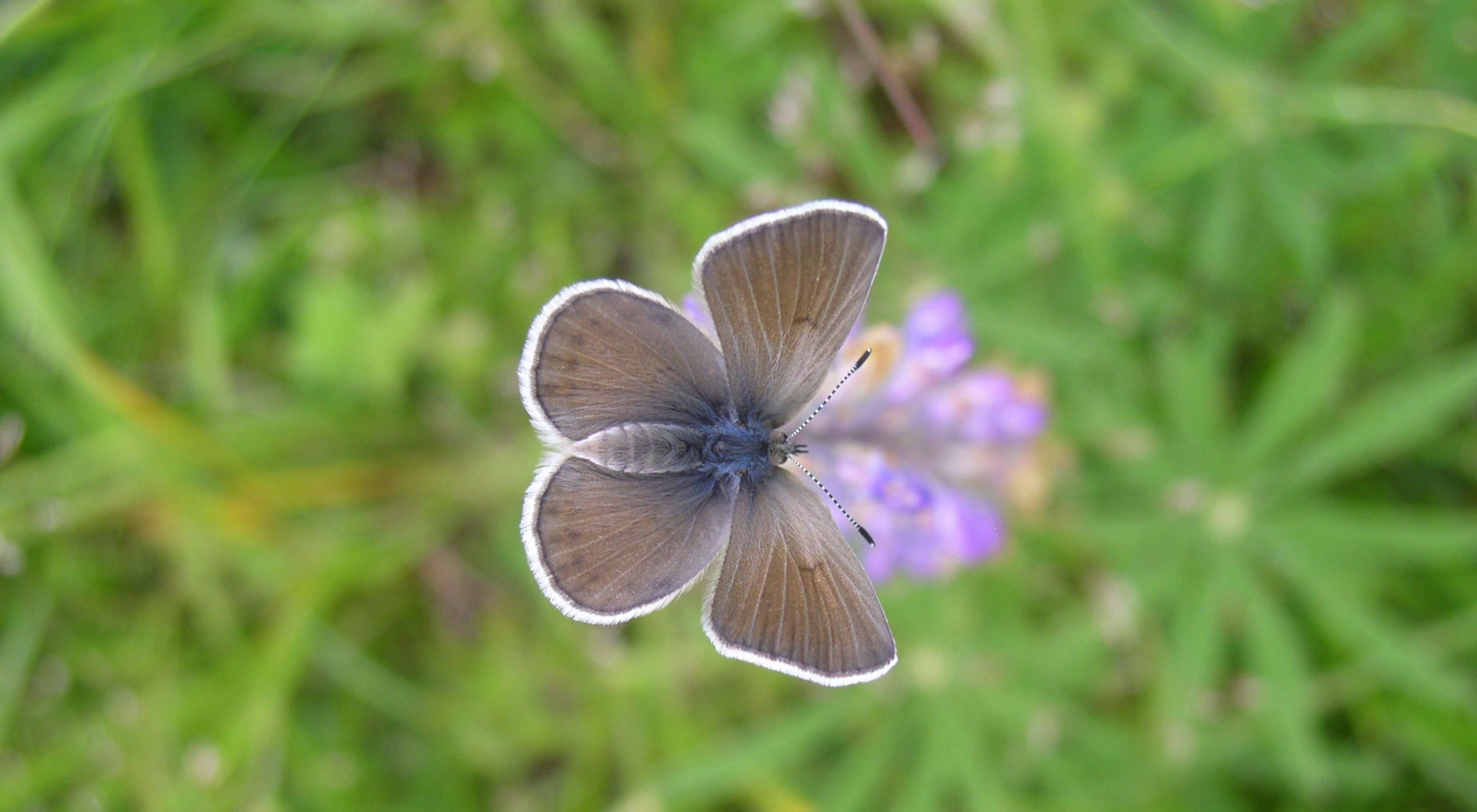 A Fender's Blue butterfly perched on a Kincaid's Lupine flower