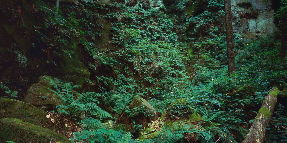Ferns in a nature preserve.