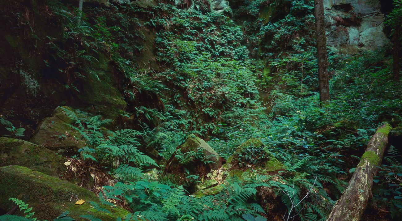 Fern Cliff