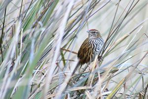 A brown, black and white bird rests within tall grasses.