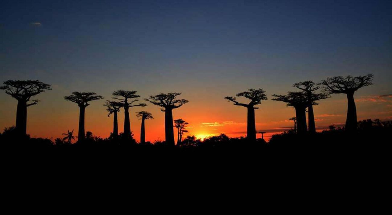 Avenue of baobob trees at sunset.