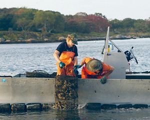 Workers at Fishers Island Oyster Farm examining oyster cages.
