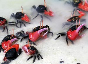 Small orange and black crabs move across sand.