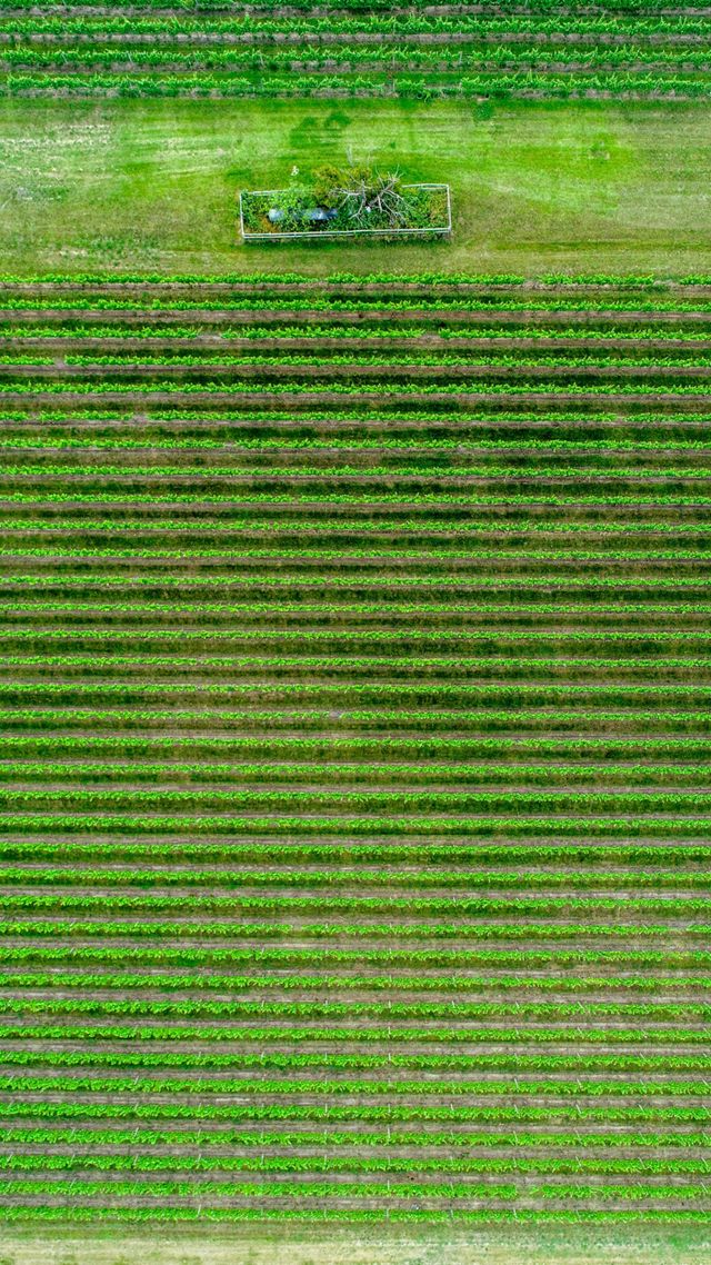 aerial view of a green farm field