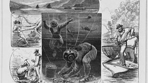collage of 1800s oyster reef drawings
