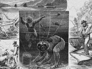 collage of 1800s oyster reef drawings