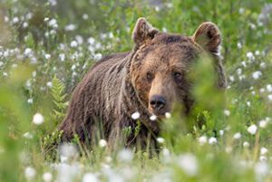 Brown bear amongst a field of flowers.