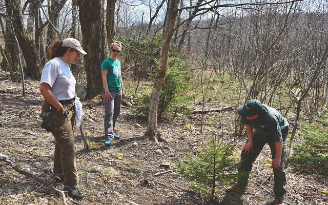 Three people monitor a tree planting site. A man leans over a short red spruce seedling. Two women stand slightly uphill of him looking on.