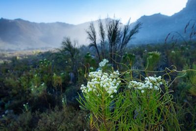 A close up photograph features a green plant with white flowers. A mountain is in the background.