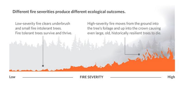 Graphic comparing the ecological impact of low versus high severity fire.