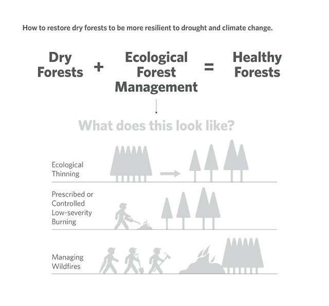 Graphic showing how today's dry forests can be managed with fire to be more healthy.