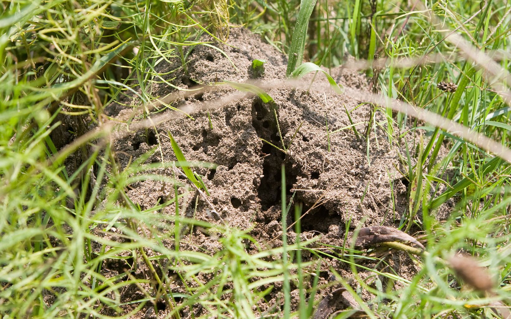 Hormigas de Fuego Las hormigas de fuego atacan todo lo que anide o tenga crías en el suelo, incluyendo pájaros y tortugas marinas. Dañan cultivos y su veneno es tan tóxico como el de una cobra. © Erika Nortemann/TNC