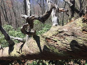 The trunk of a tree felled by fire lays on the ground. 