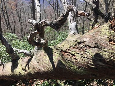 The trunk of a tree felled by fire lays on the ground.