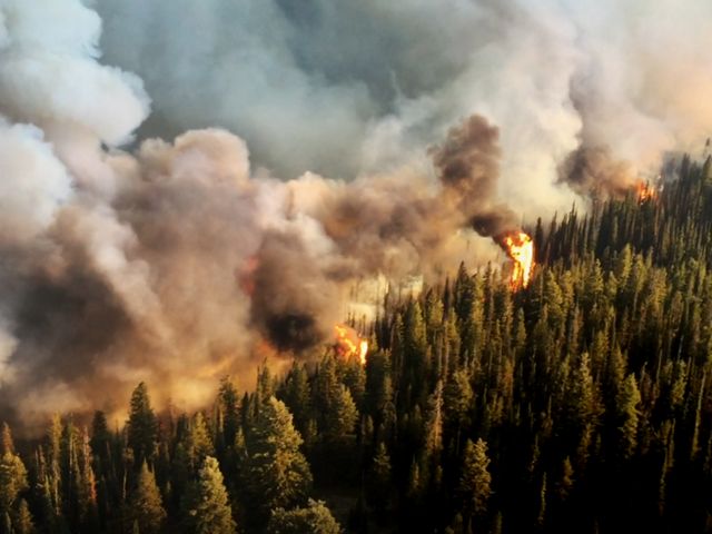 A wildfire burning through a forest.
