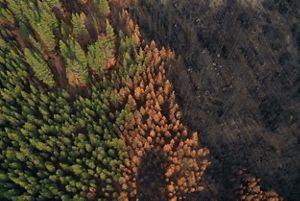 Aerial image shows a forest in Oregon with green, healthy section previously restored with burning and thinning, A dense section with brown needles was only thinned. And a severely burned area.