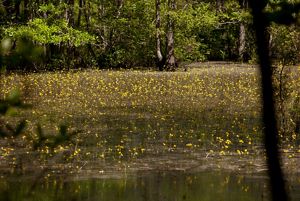 A wetland at Piney Grove Preserve. Yellow flowers on tall, slender stems rise out of a shallow wetland area lined with tall trees.