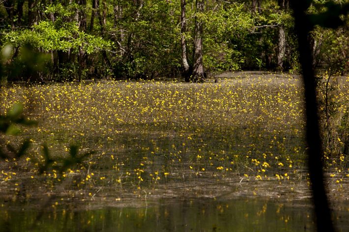 A wetland at Piney Grove Preserve. Yellow flowers on tall, slender stems rise out of a shallow wetland area lined with tall trees.