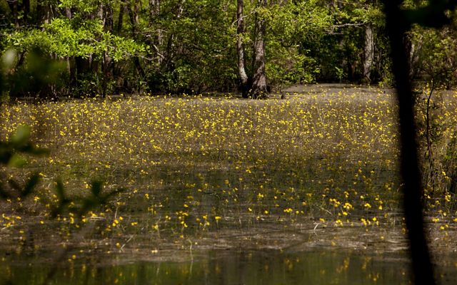 A wetland at Piney Grove Preserve. Yellow flowers on tall, slender stems rise out of a shallow wetland area lined with tall trees.
