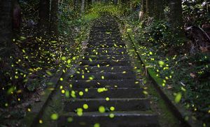 Fireflies in flight