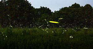 Fireflies lighting up the night sky in Oklahoma over the tall grasses. 
