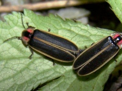 Two fireflies rest on a leaf.