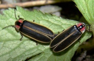 Two fireflies rest on a leaf.