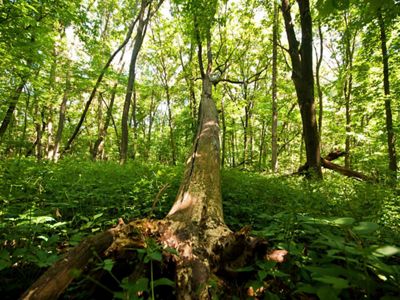 A fallen tree lies across green ferns in a dense forest at Berry Woods, a high-quality forest in central Iowa.