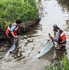 Two men with a net trying to catch fish in a shallow stream. 