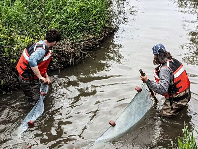 Two men with a net trying to catch fish in a shallow stream.