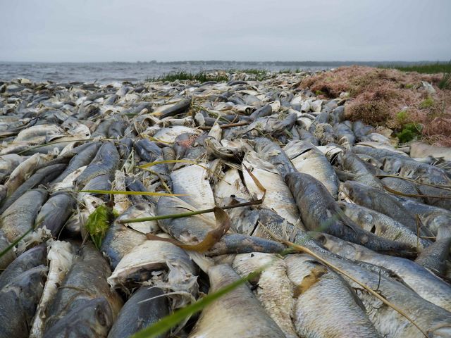 Fish dead due to nitrogen pollution