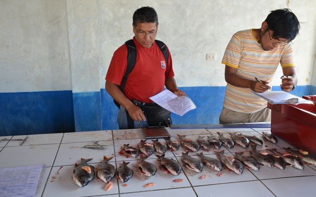By applying the FishPath approach, Ancon fishers decided to focus on improved data collection to learn more about their fishery and implement management rules.
