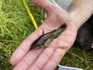 Small brown catfish on outstretched hand.