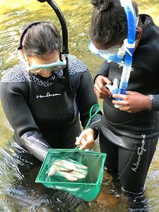 Two people with wetsuits sampling fish. 