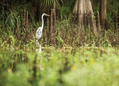 A bird stands in shallow water near grasses and a cypress tree.