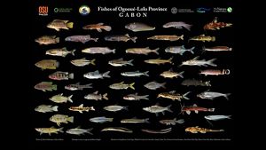 Graphic placing photos of 45 unique fish species on a black background with the title "Fishes of Ogooué-Lolo Province" as well as logos for several organizations
