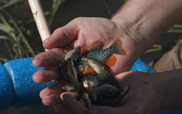 two hands holding many small fish.