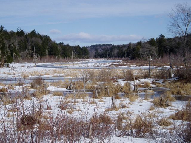 Snow covers a partially-frozen wetland surrounded by a forest of evergreens and trees without their leaves.