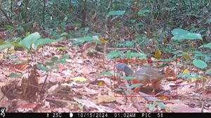 A small rodent pauses in a clearing littered with dry leaves.