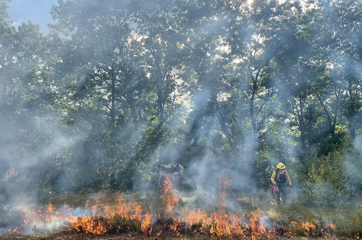 A small flame burns on a forest floor and fills the sky with white smoke.