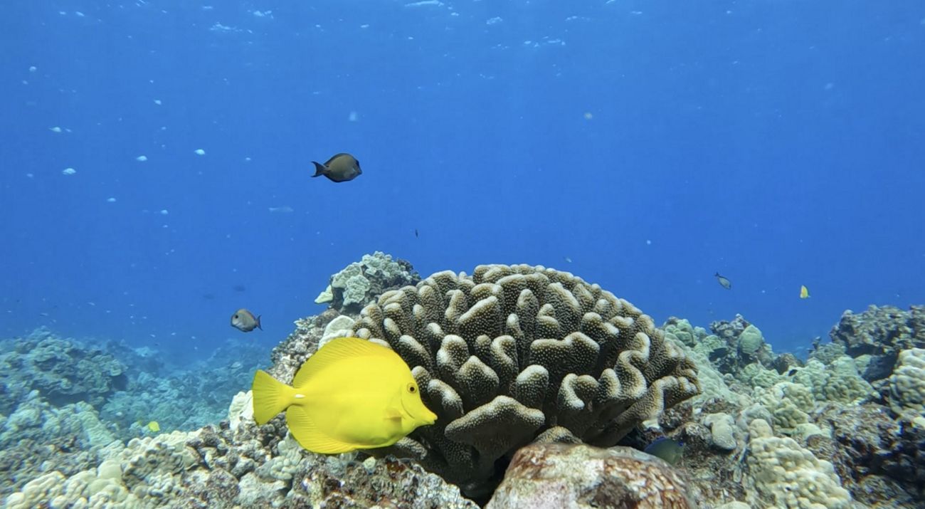 Brightly colored fish swim near coral in the clear blue waters of Hawaii.
