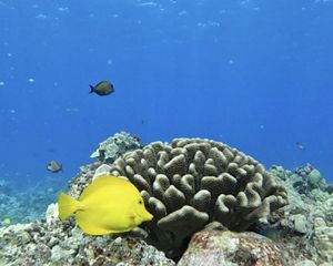 Brightly colored fish swim near coral in the clear blue waters of Hawaii.