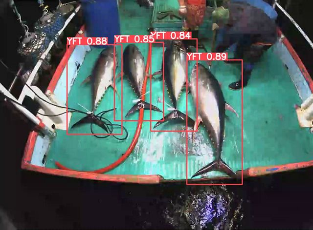 Four large tuna lie on a boat deck and have data overlaid on them from using AI technology.