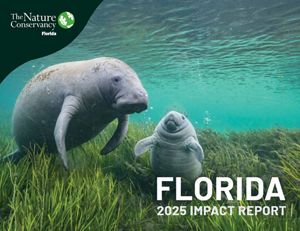 Cover of the Florida 2025 Impact Report, featuring two manatees--a mother and calf--in a bed of green seagrass.