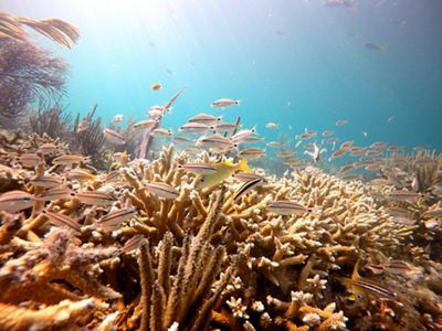 One of the last remaining stands of healthy staghorn coral growing abundantly in Dry Tortugas National Park in the Florida Keys.