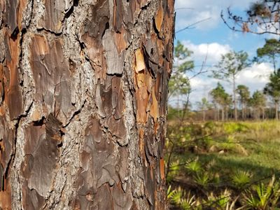 a close up of bark on a tree.